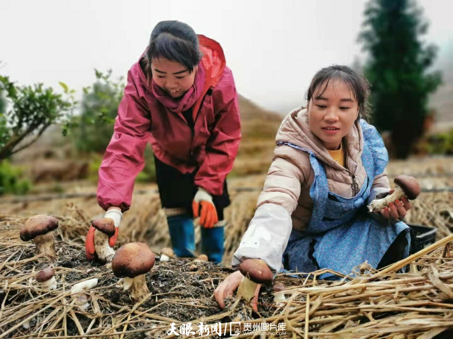 紫云：国有林场成“林下经济”领头羊