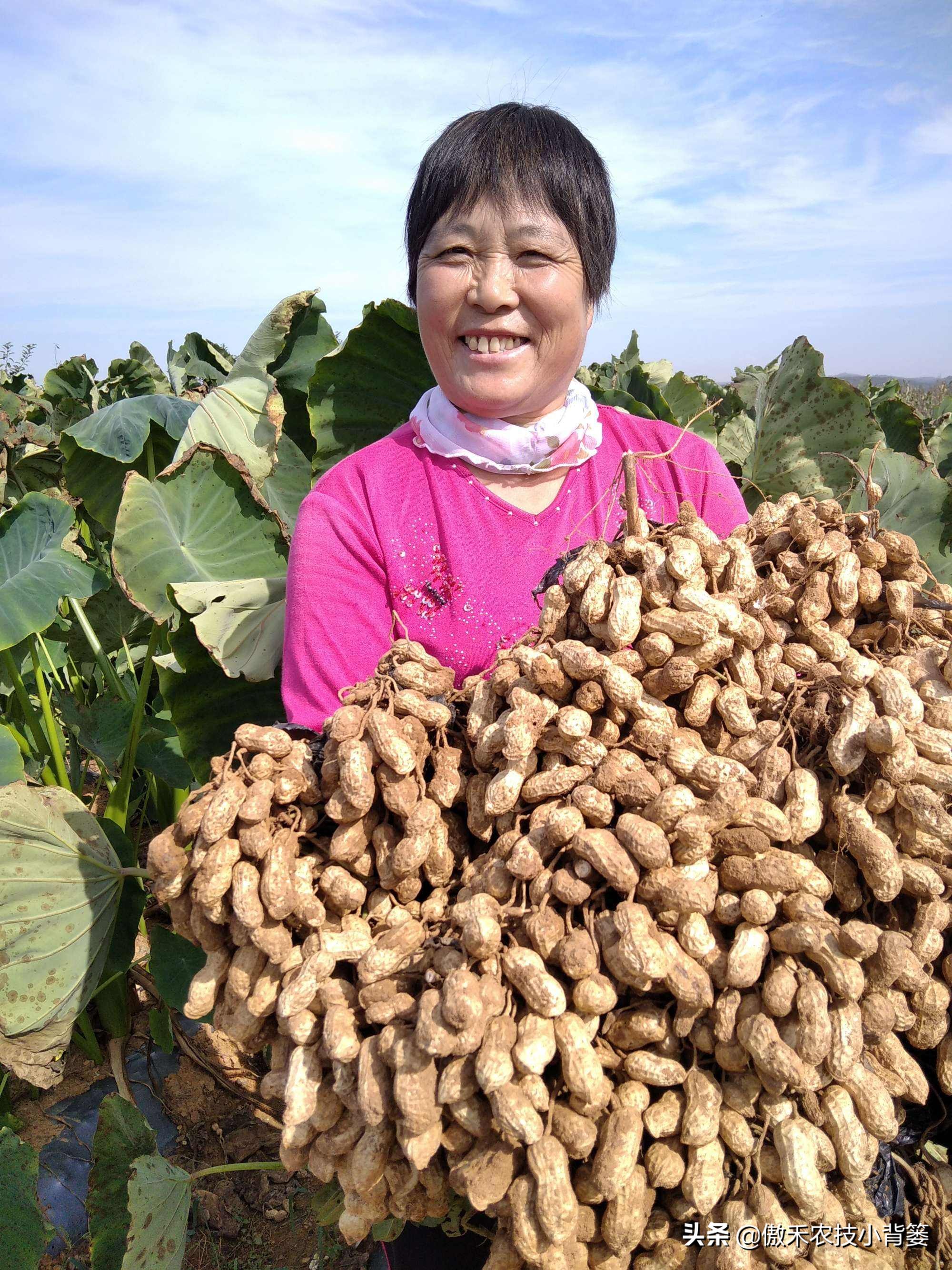 花生行距株距是多少（花生行距株距是多少一株几立种子）-第13张图片-科灵网