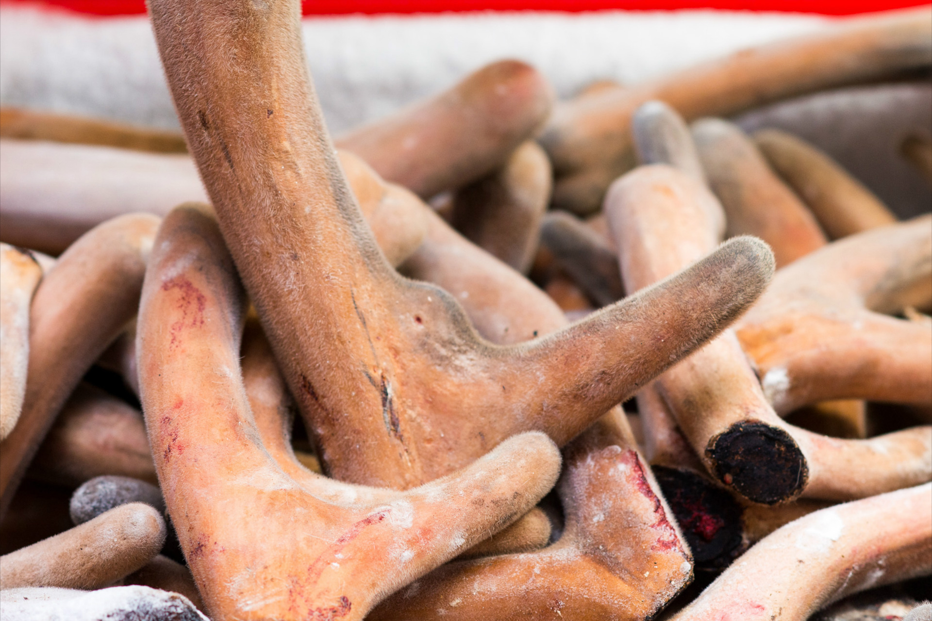 比黄金还贵的鹿茸,1克就要花1500元,它凭什么卖的这么贵?