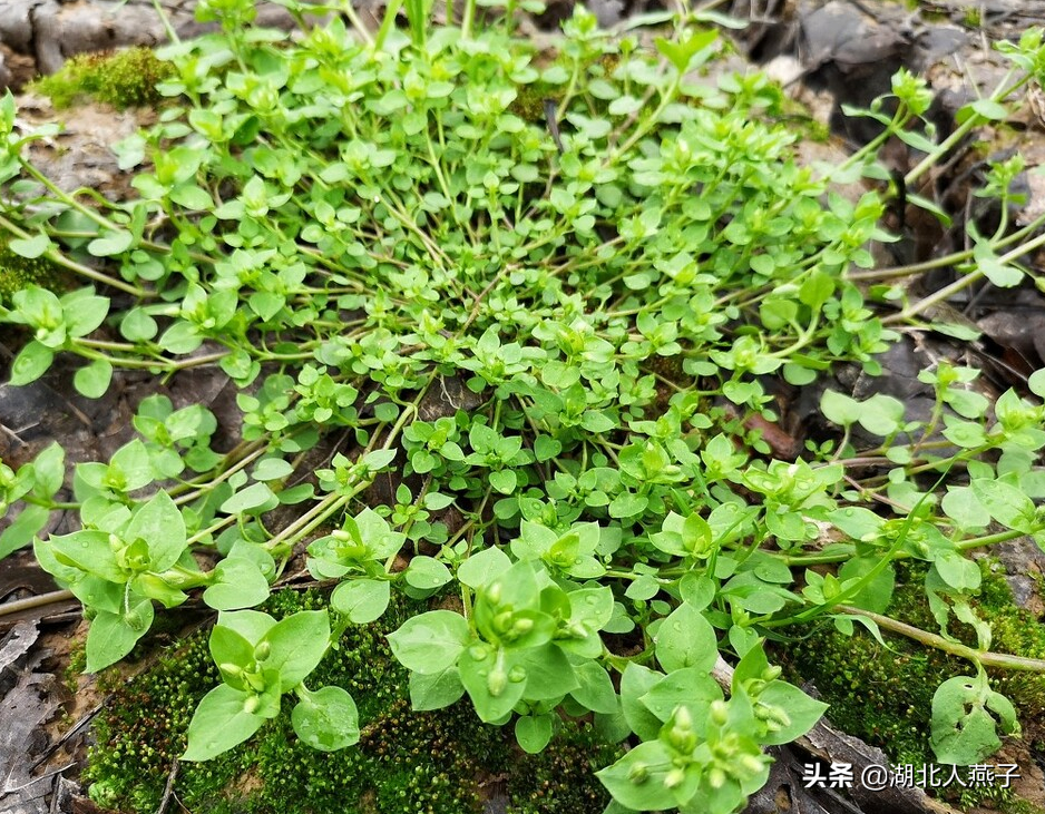 野菜的种类和图片大全 十大抗癌野菜图片-丹霞百科