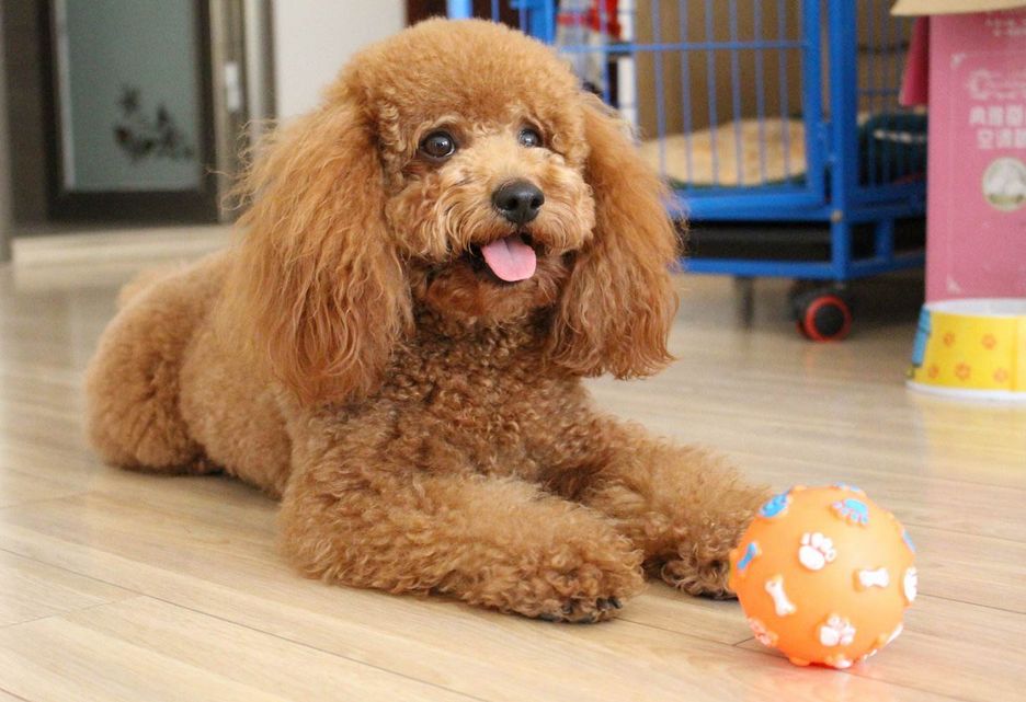 但仍旧阻挡不住泰迪的许多优点,而它不仅便宜还很好养活,是大众都能养