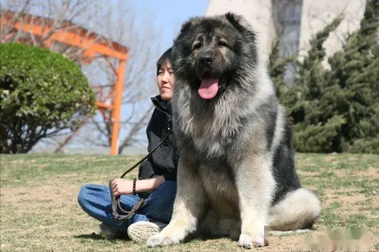见到一定绕道走！地表战斗力爆表的12种猛犬，一獒战三狼战狮子？