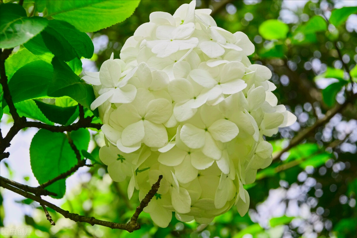 一花一思念，清明细雨花漫天，年年祭扫仙人墓，岁岁感念亲人情