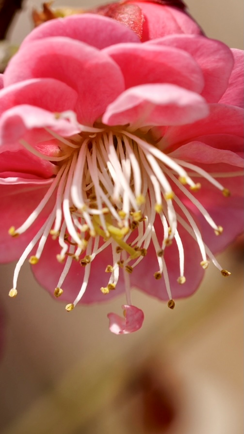 看完这篇文章，终于可以说一句：你好，南京的春天