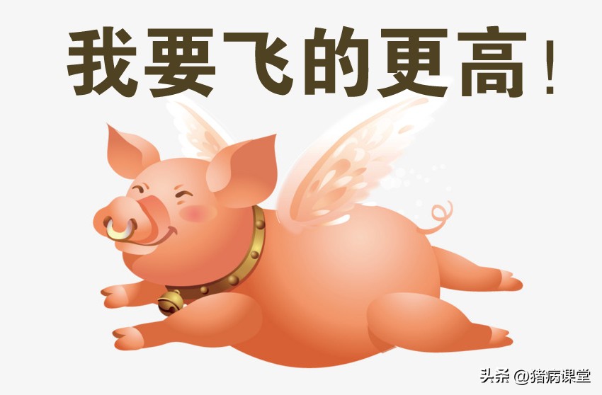 今天猪价｜全国生猪价格强势反弹，市场一片红彤彤，可以持续吗？
