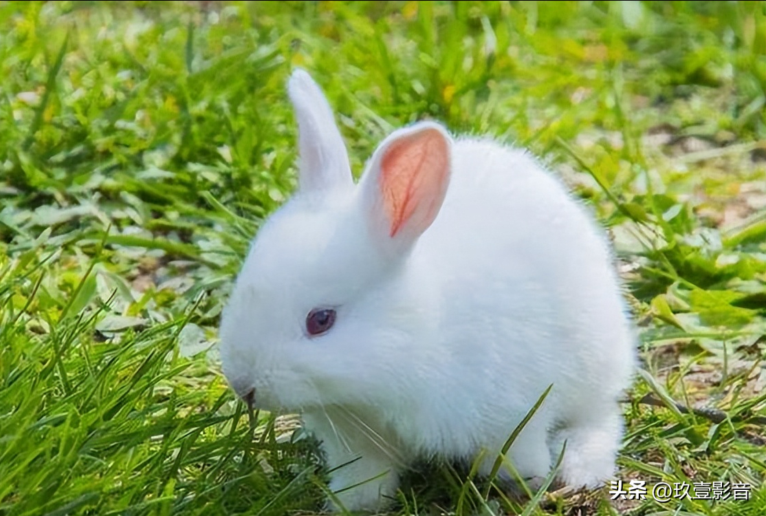 宠物兔品种及图片(兔子盛宴-带你认清宠物兔的种类)