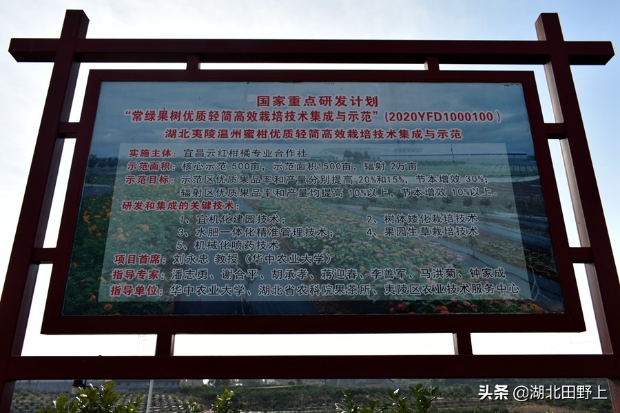 見(jiàn)證一個(gè)柑橘產(chǎn)業(yè)大村——鴉鵲嶺鎮(zhèn)云臺(tái)村回訪小記