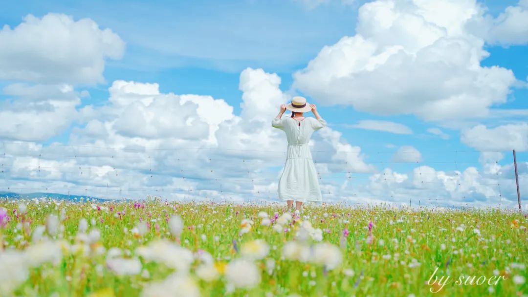 盛夏时节的花海秘境，一起奔赴四川的草原花海，夏日清新感十足