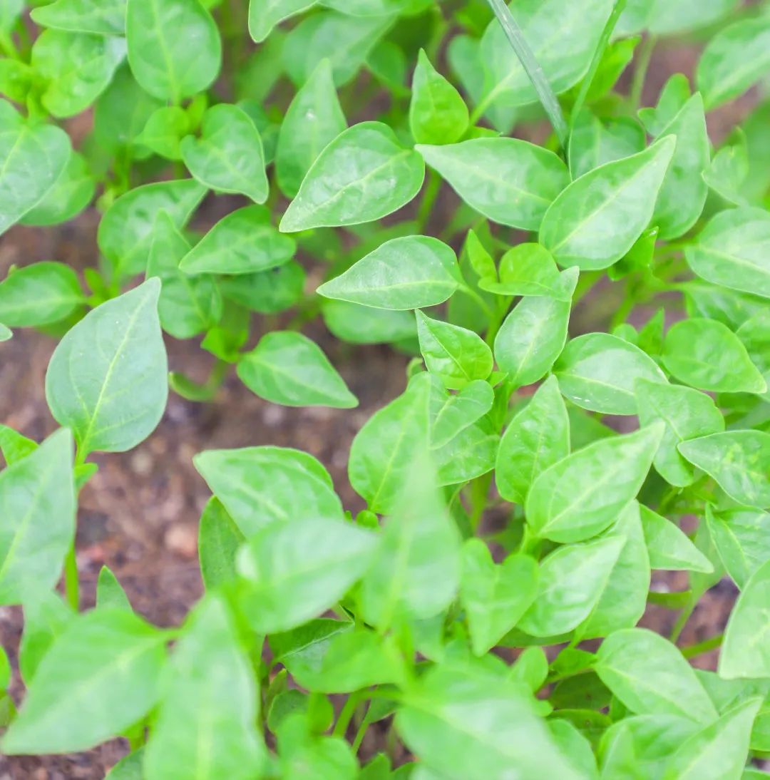 「责任教育 劳动课程」成都市双流区黄甲小学开发特色劳动种植课程