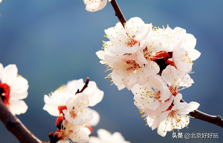 北京杏花哪里最多最好看（推荐3个北京杏花最佳观赏地）