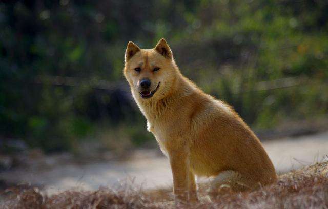 养一只“中华田园犬”，有哪些优势？