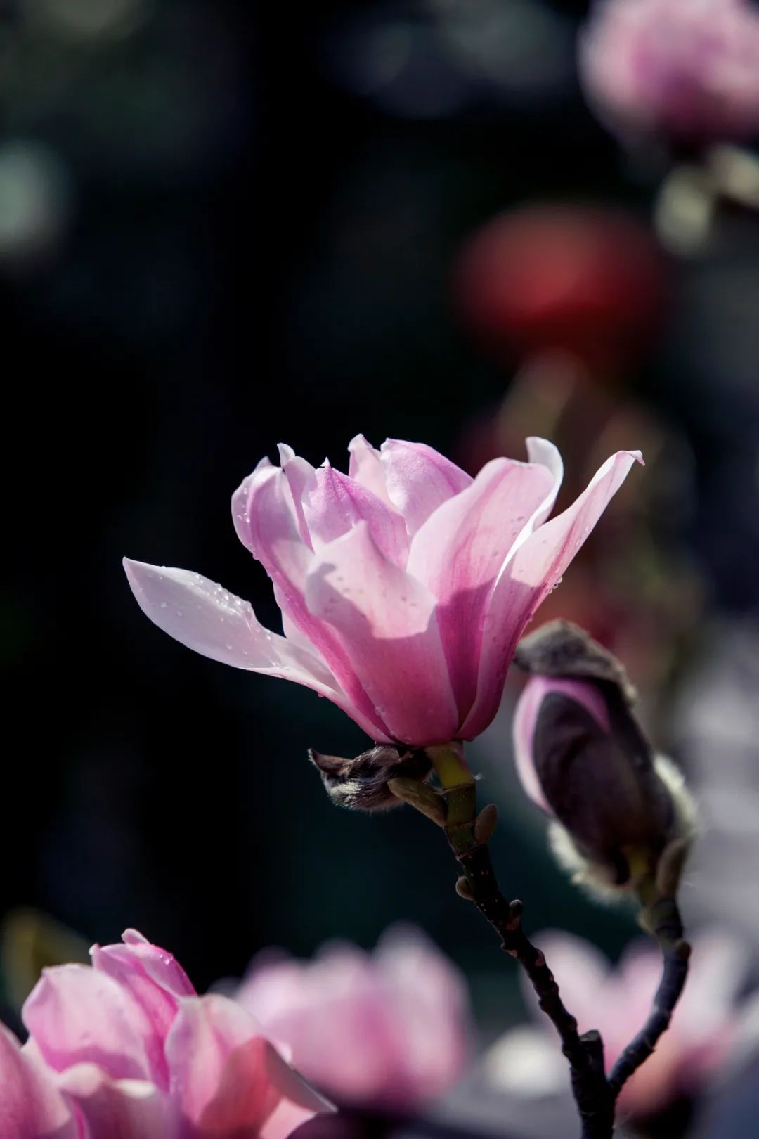 以花為媒，赴一場(chǎng)春日之約！