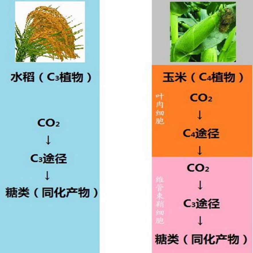 种植一次能够重复收割15年，亩产30吨，种巨菌草真的能赚钱吗？