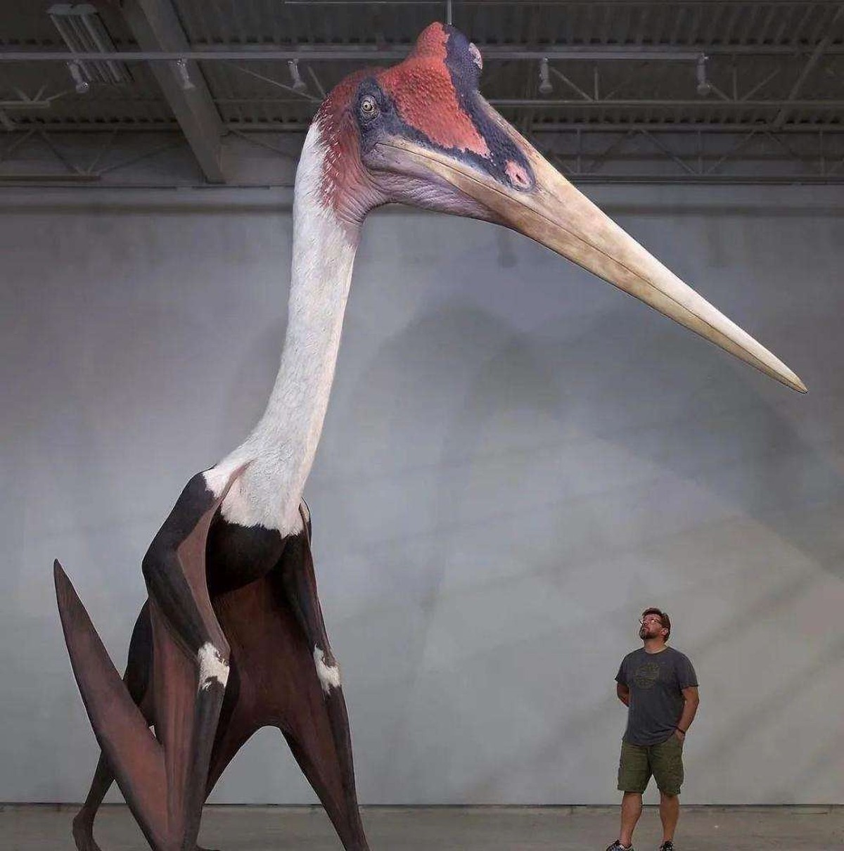 地球上的远古十大怪兽(地球上最大的怪兽)