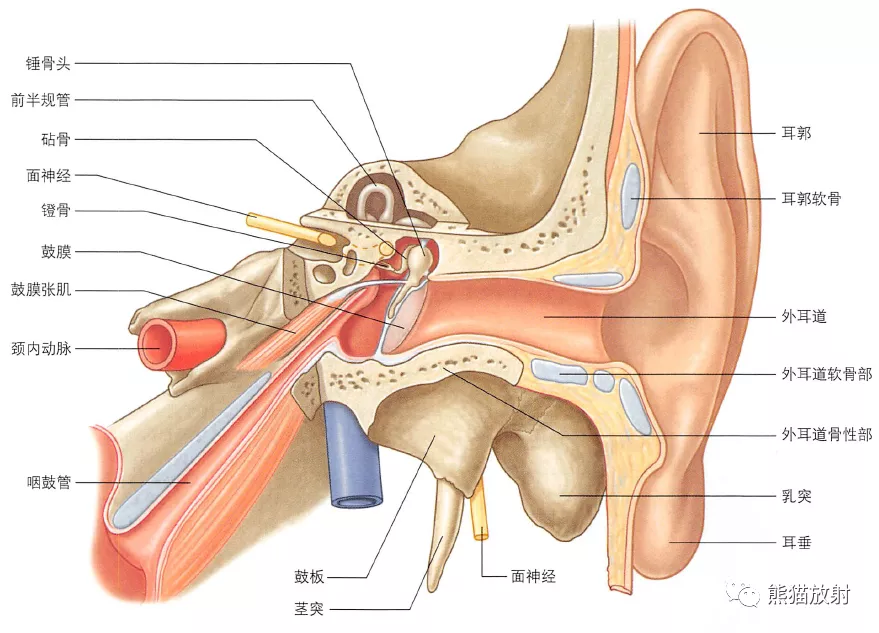 耳朵构造图解大全清晰（耳朵构造详细图）-第5张图片-科灵网