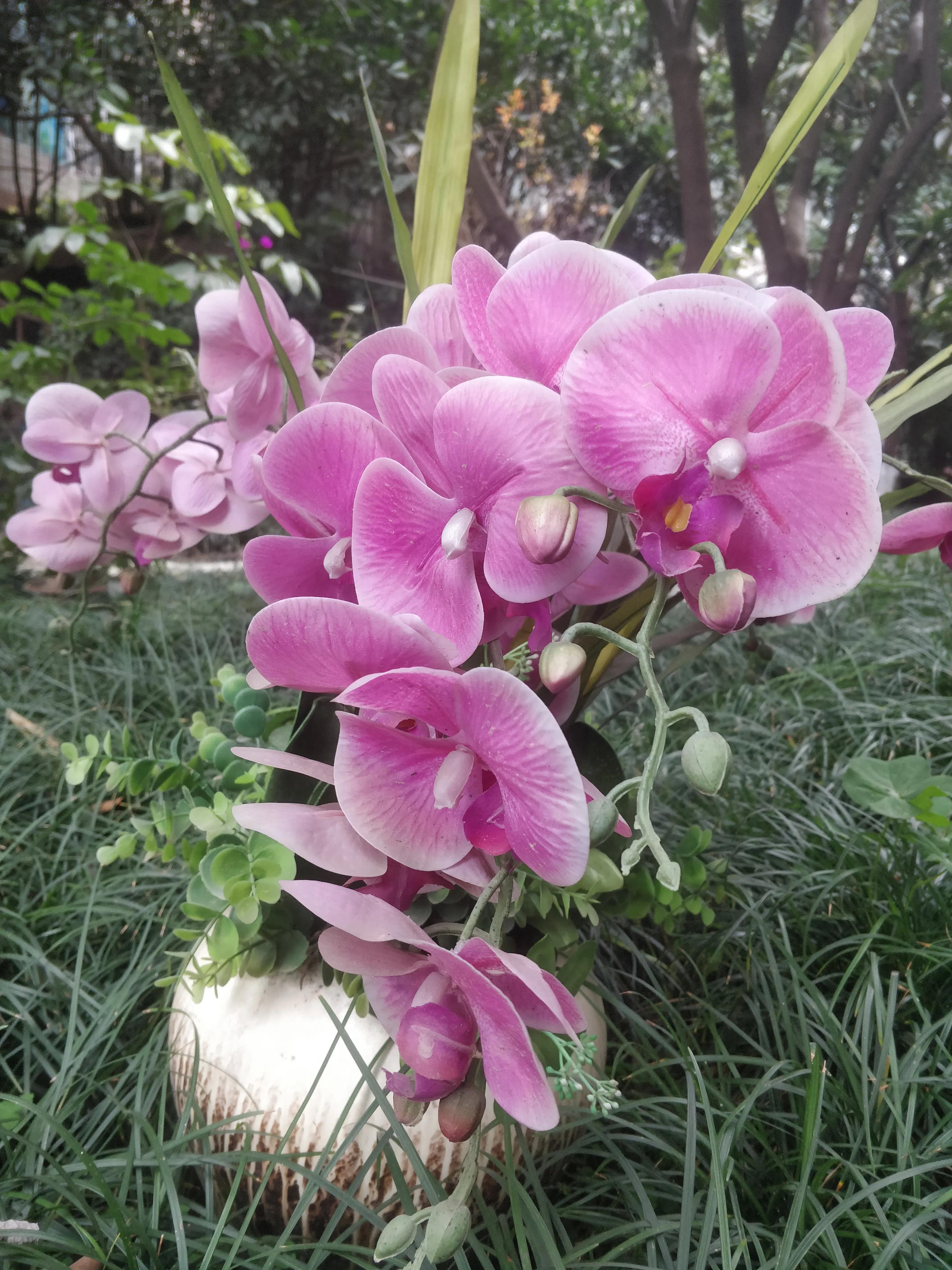 蝴蝶兰开放时优美的句子有哪些