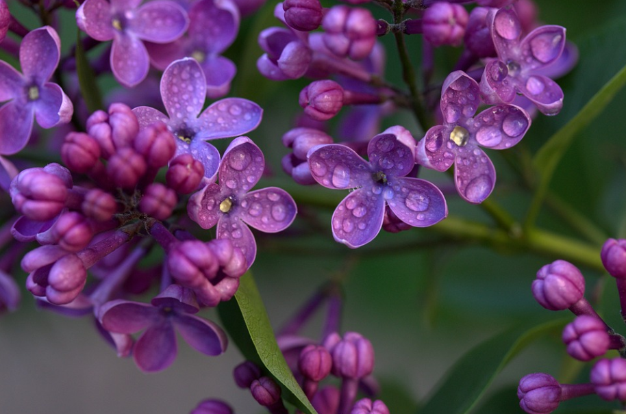 每日一花12.15:紫丁香