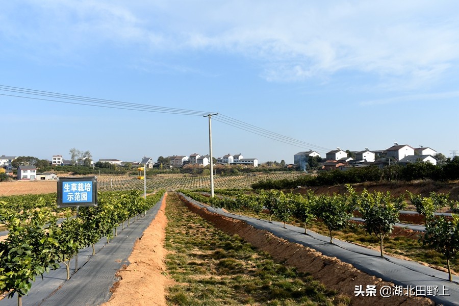 见证一个柑橘产业大村——鸦鹊岭镇云台村回访小记