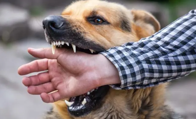 再次提醒！狗狗这几个表现，是“狂犬病”的征兆