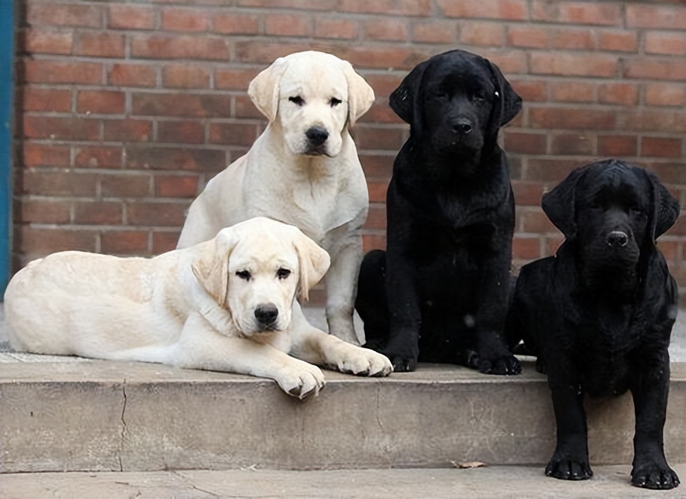 拉布拉多,养公的好还是养母的好?看完你就知道怎么选了