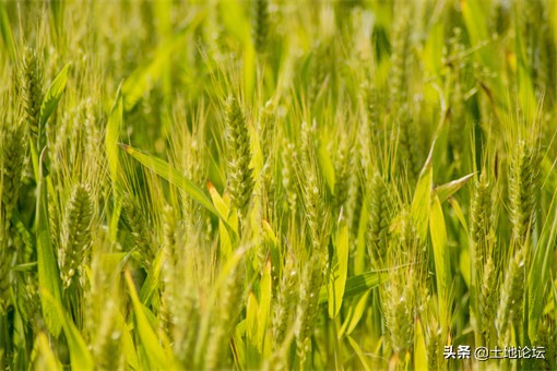周口小麦价格今日多少钱一斤，周口小麦价格最新行情走势图