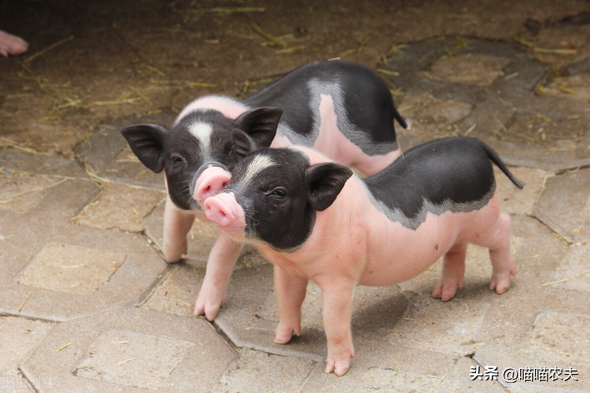 全国生猪今日价格重庆，猪现在的市场价格多少钱一斤