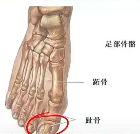 从解剖结构来说,大脚趾趾甲更贴近趾骨,弧度更明显,形状基本是包绕着