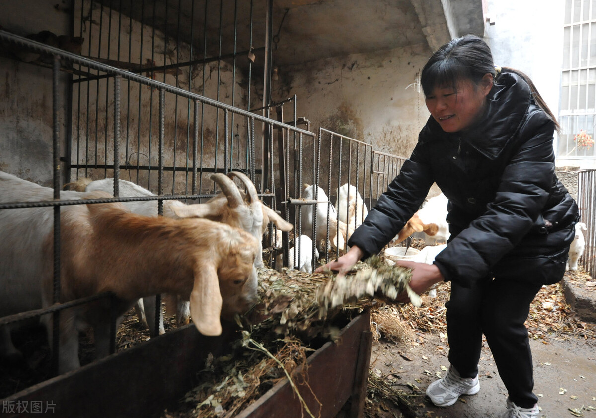 同樣是3只種公羊,97只繁殖母羊,如果單純圈養,在飼養水平較好的前提