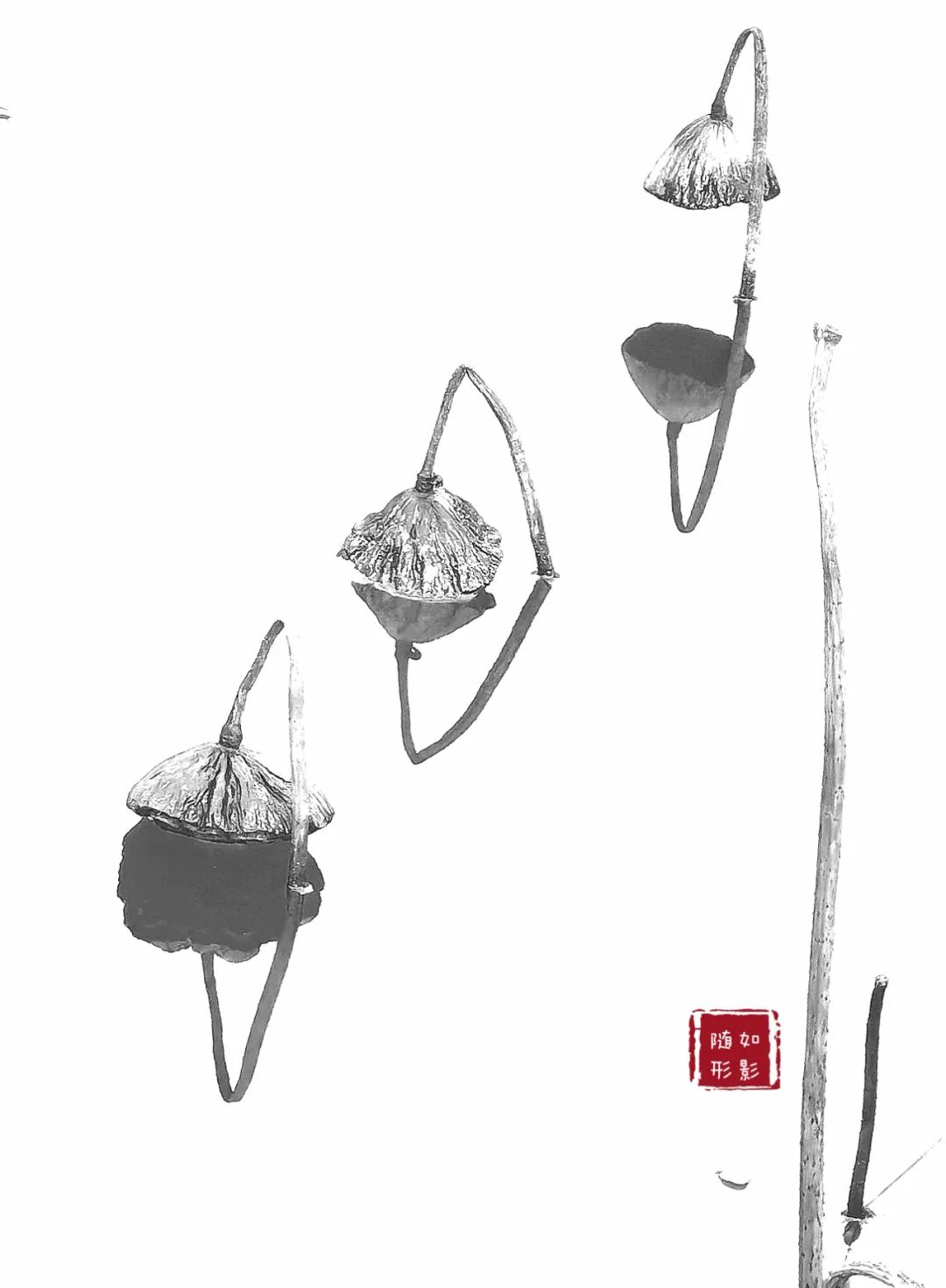 线上展览 | 锦绣太原 荷逢盛世——喜迎二十大•荷花系列线上作品展（第一期）