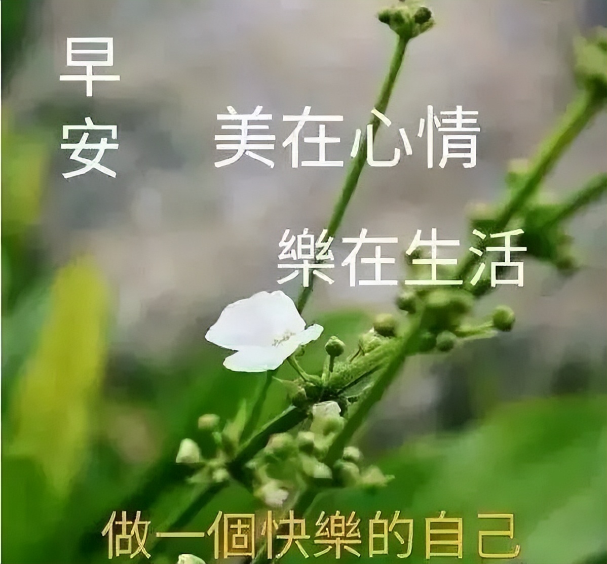 人生就像蒲公英，看似自由，却身不由己