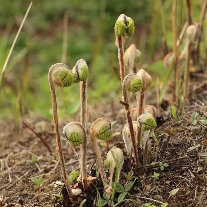 童年的美味長大後卻很難吃到的100種野菜你吃過幾種三