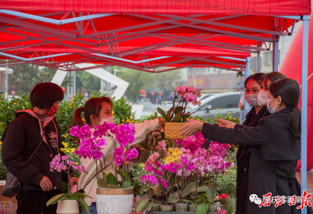 从化室内花卉哪些种类（年货推介第一弹！广东花市强势回归，哪朵花是你的最爱？（附各地市购花攻略））