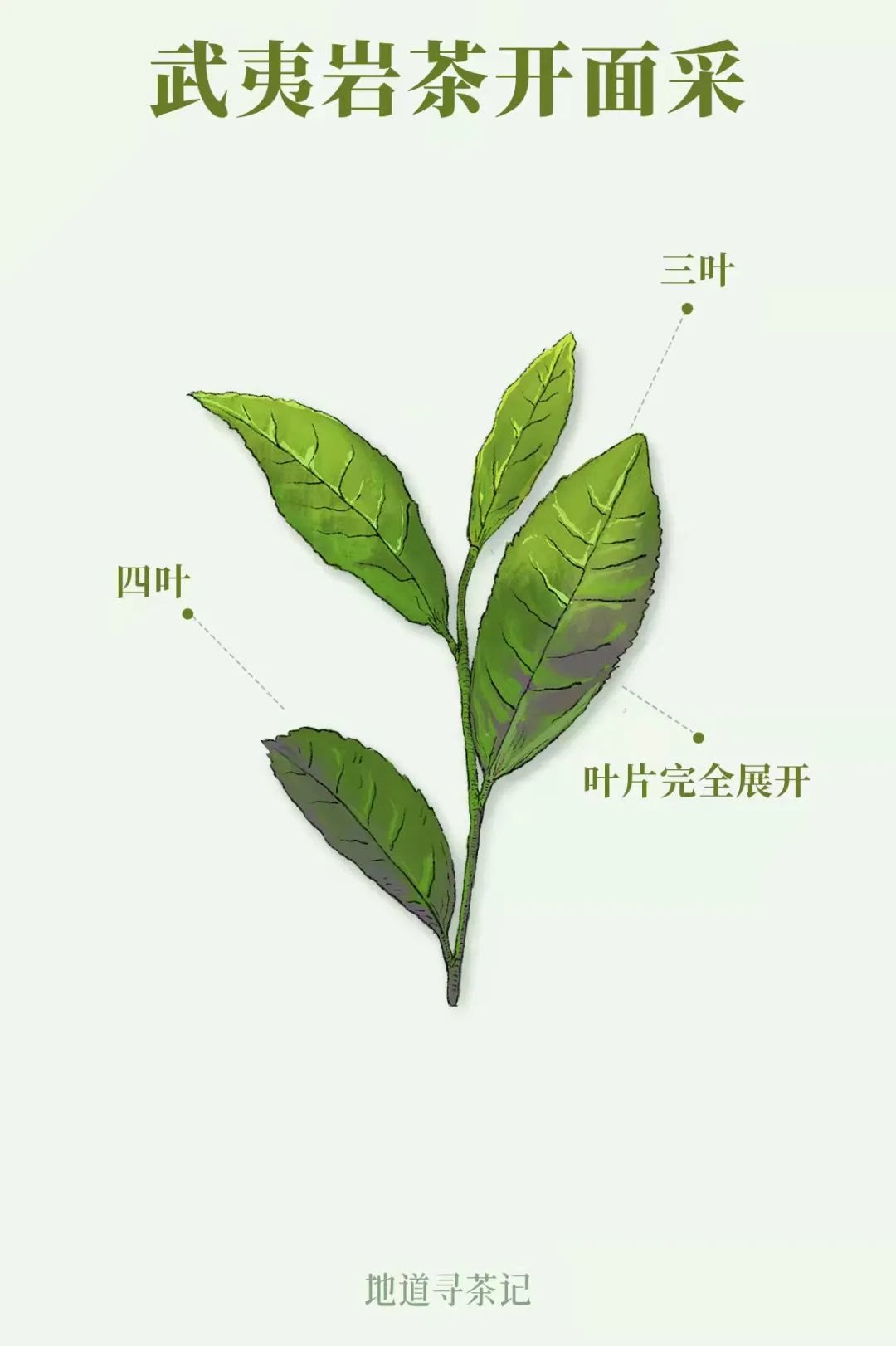 快40000元一斤的“明前茶”，到底贵在哪儿？