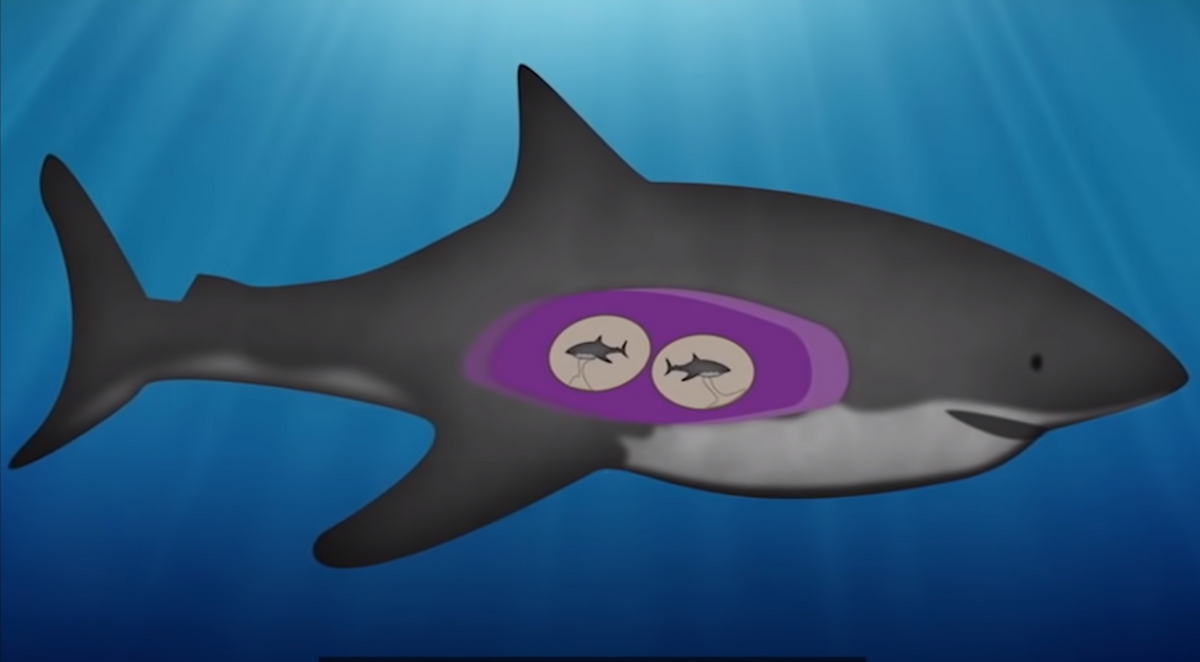 章鲨2(格陵兰睡鲨寿命长达400年，150岁才性成熟！懒捕食牺牲眼睛填肚子)