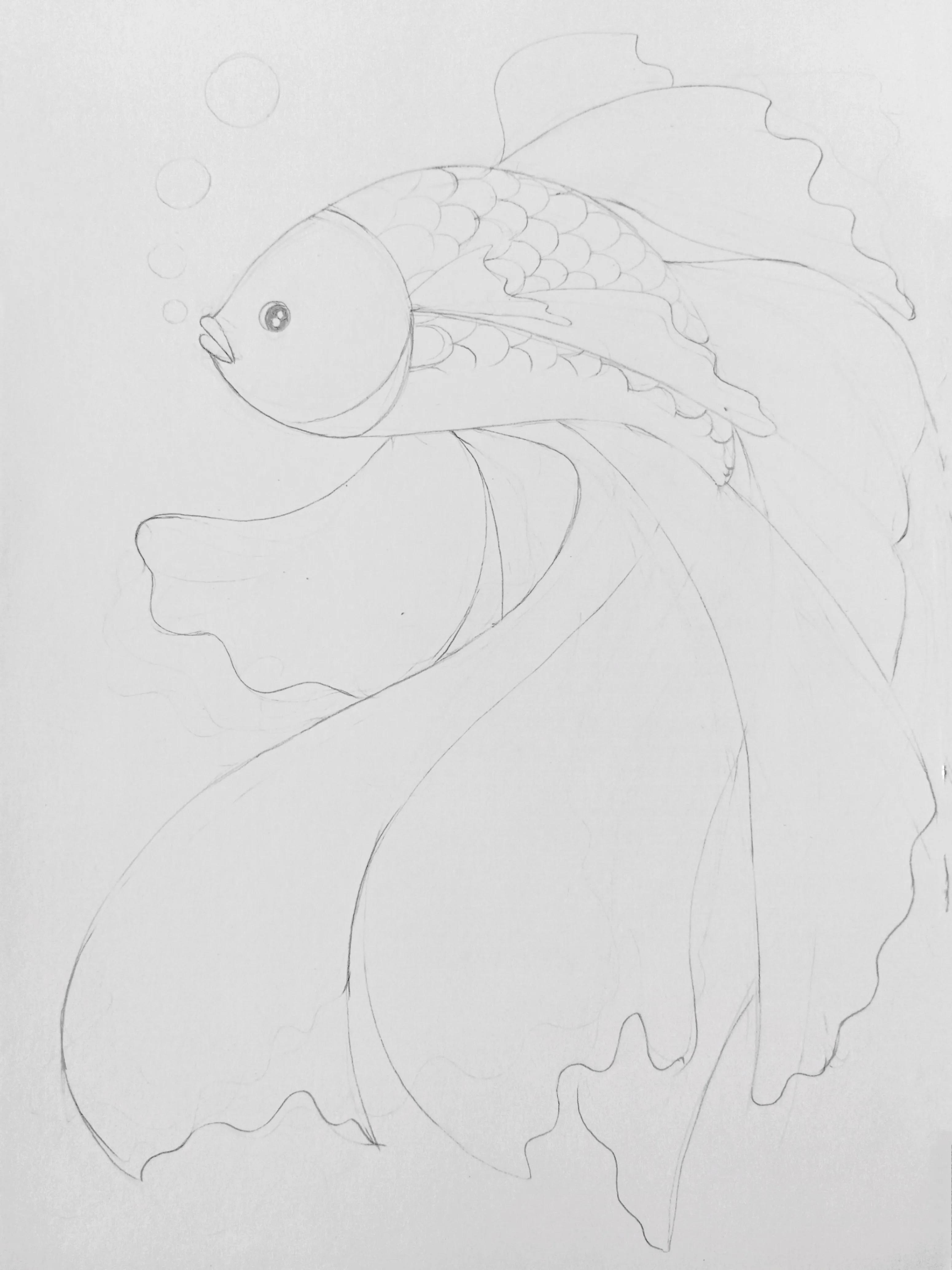 鱼鳔手绘图图片