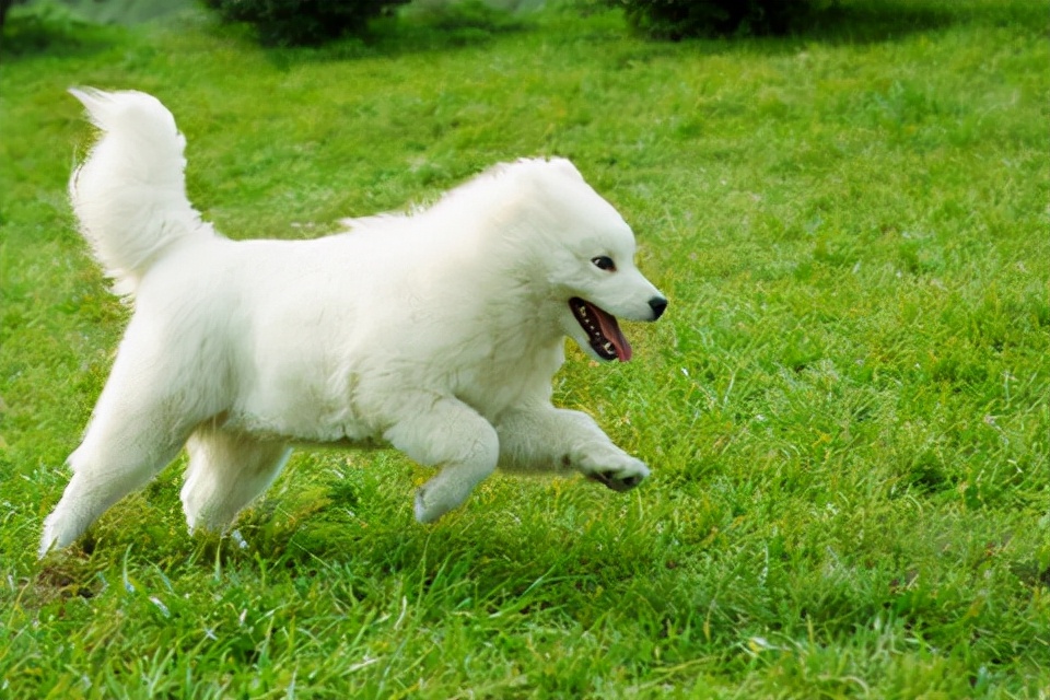 犬类品种列举