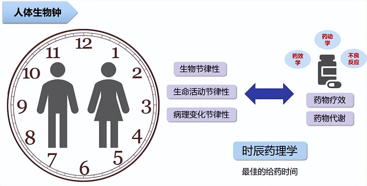 科普|用药十二时辰:服药时间原来大有讲究!
