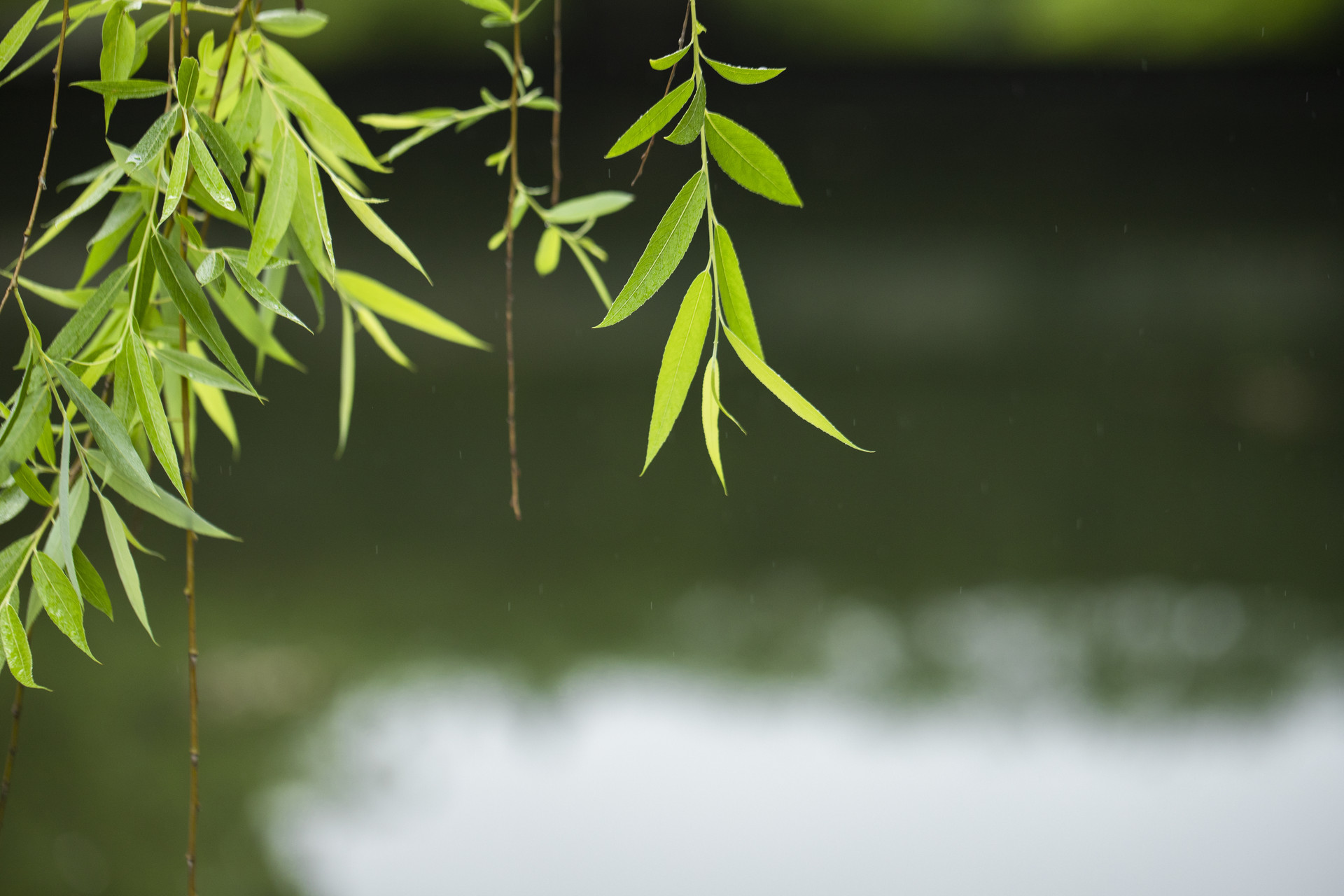 【唐代】白居易杨柳枝词3,杨柳和风当梨花入月,月光化水,月与梨花,是