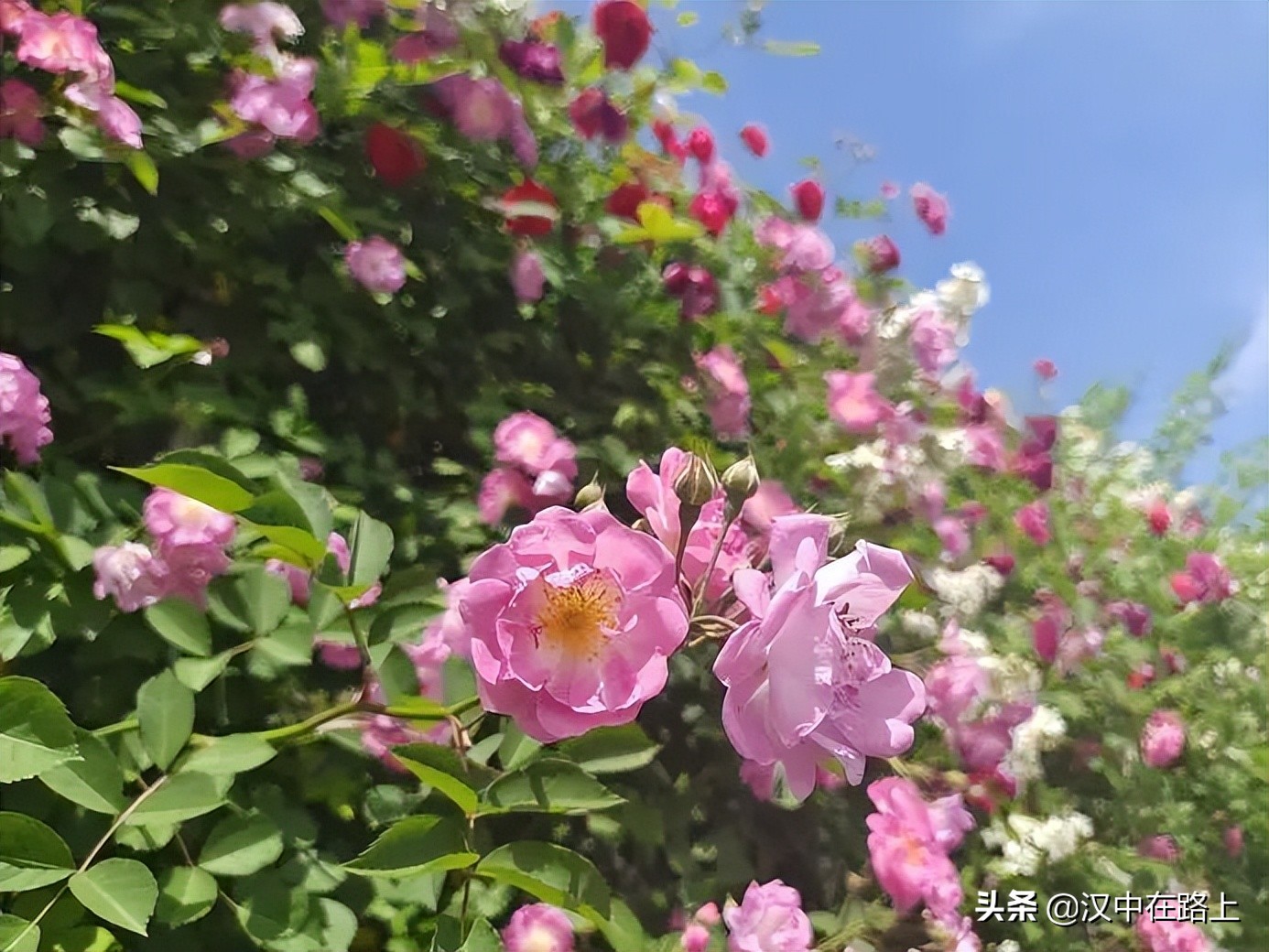漢中濱江新區(qū)金牛路——“月季大道”上線了
