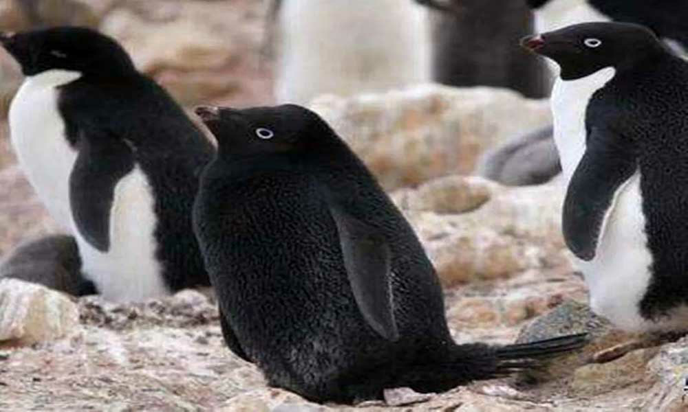 黑化后的动物价值如何？黑化企鹅全球仅一只，价值比大熊猫还珍贵