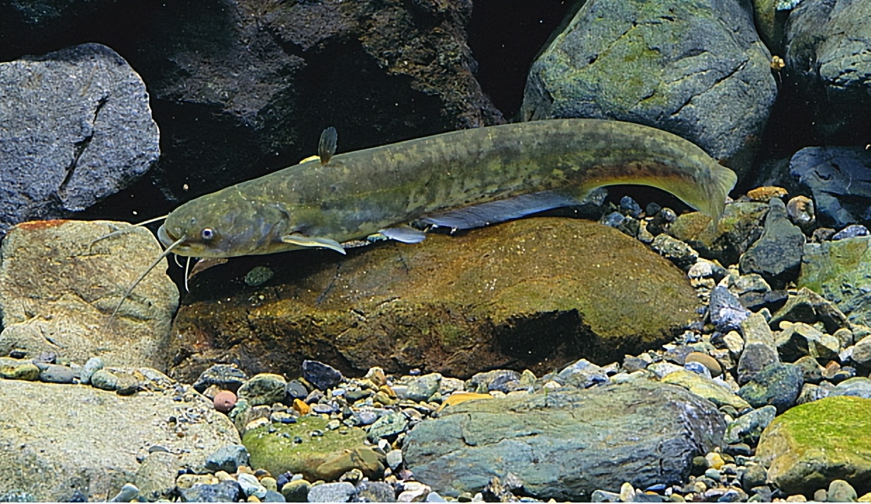 相信很多北方的朋友们都有听说过这样一句老农谚:鲶鱼炖茄子,撑死