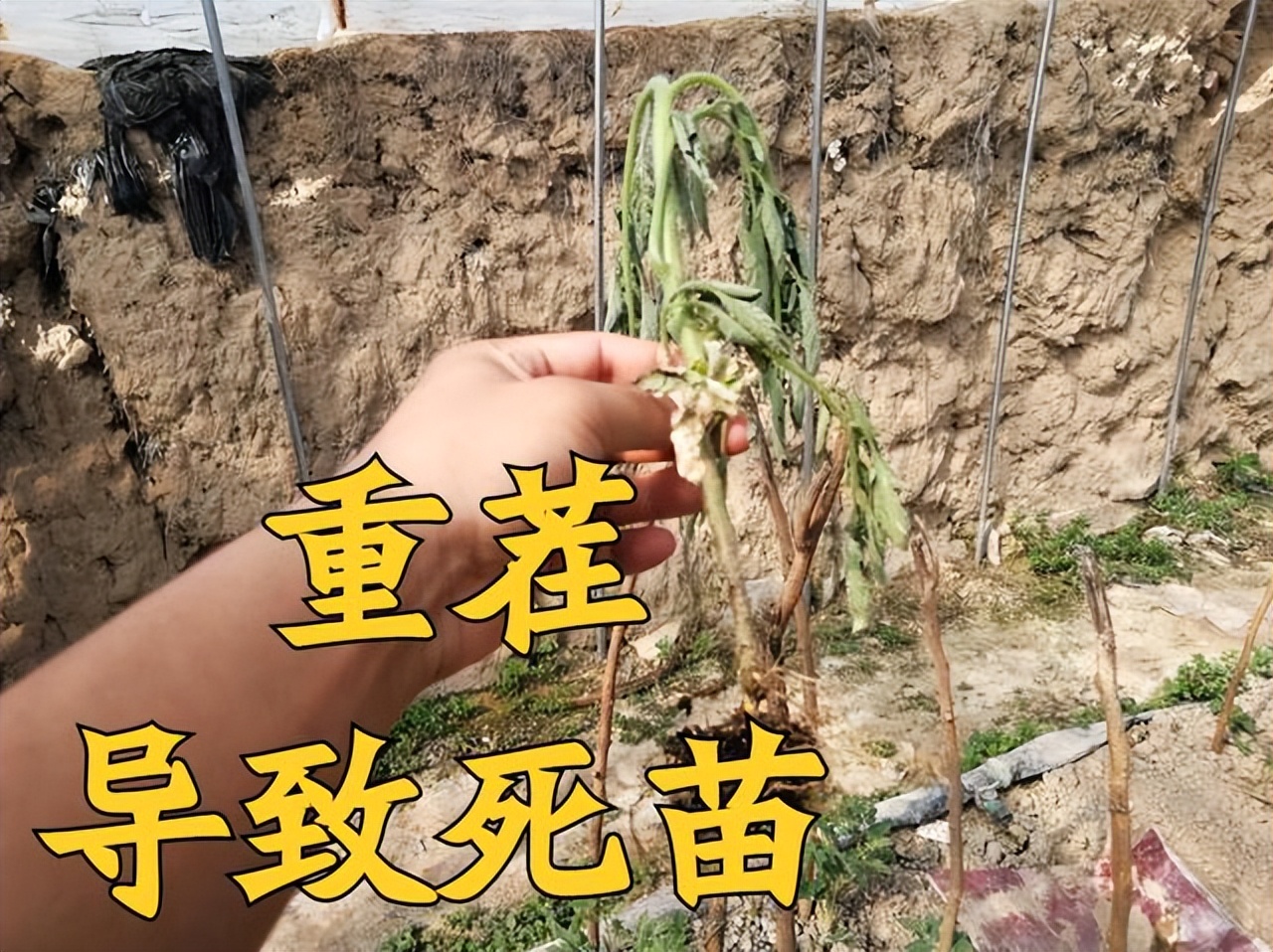 重茬是种植界最不友好的误解相关的种植经验已经明确