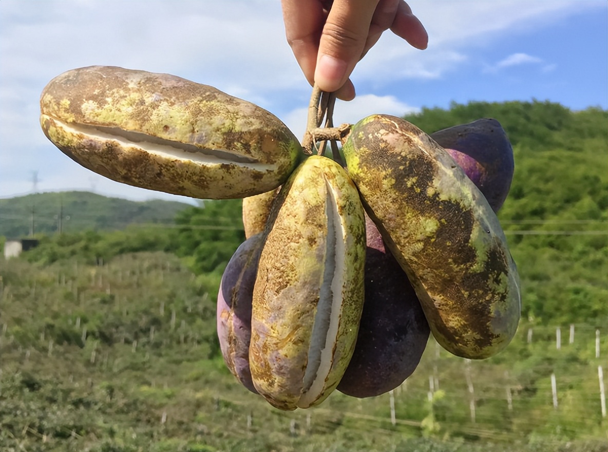 八月瓜怎么吃(乡土野果"八月炸",籽多皮厚却成了网红果,炒作还是真的