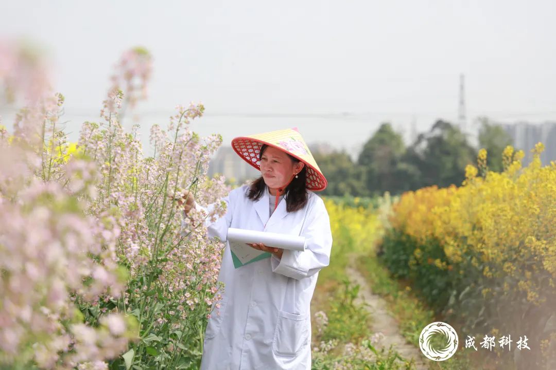 成都科技特派员｜李浩杰与油菜花