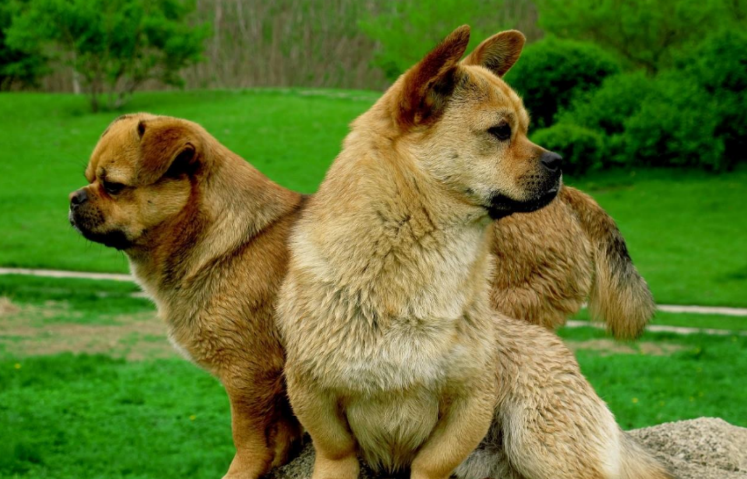 狗一见面，为什么会先“闻屁股”？狗屁股里到底有什么秘密？