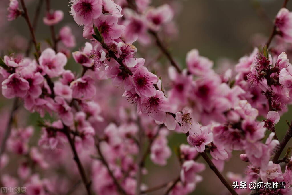 仲春花信之桃花美诗七首：路上桃花亦欢喜，恰是东风二月时