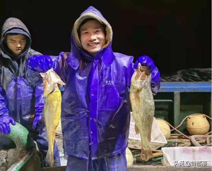 黄鱼是什么鱼(零售价高达4000元每斤的黄鱼，为啥不大量人工养殖？5个原因)