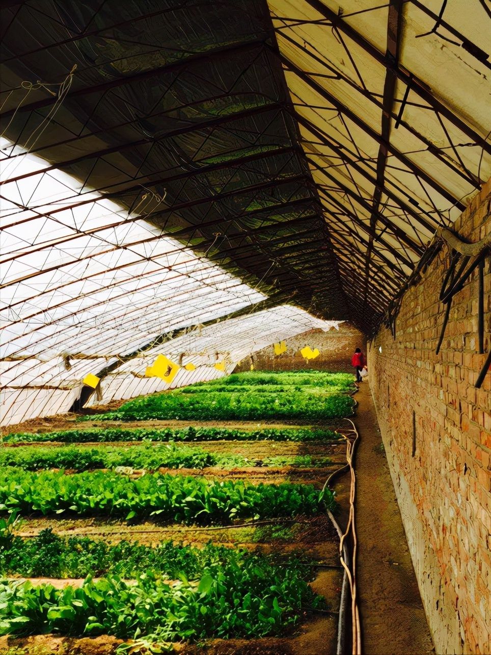 女博士江宇虹，放弃高管当农夫，年收入破亿！世界500强找她合作