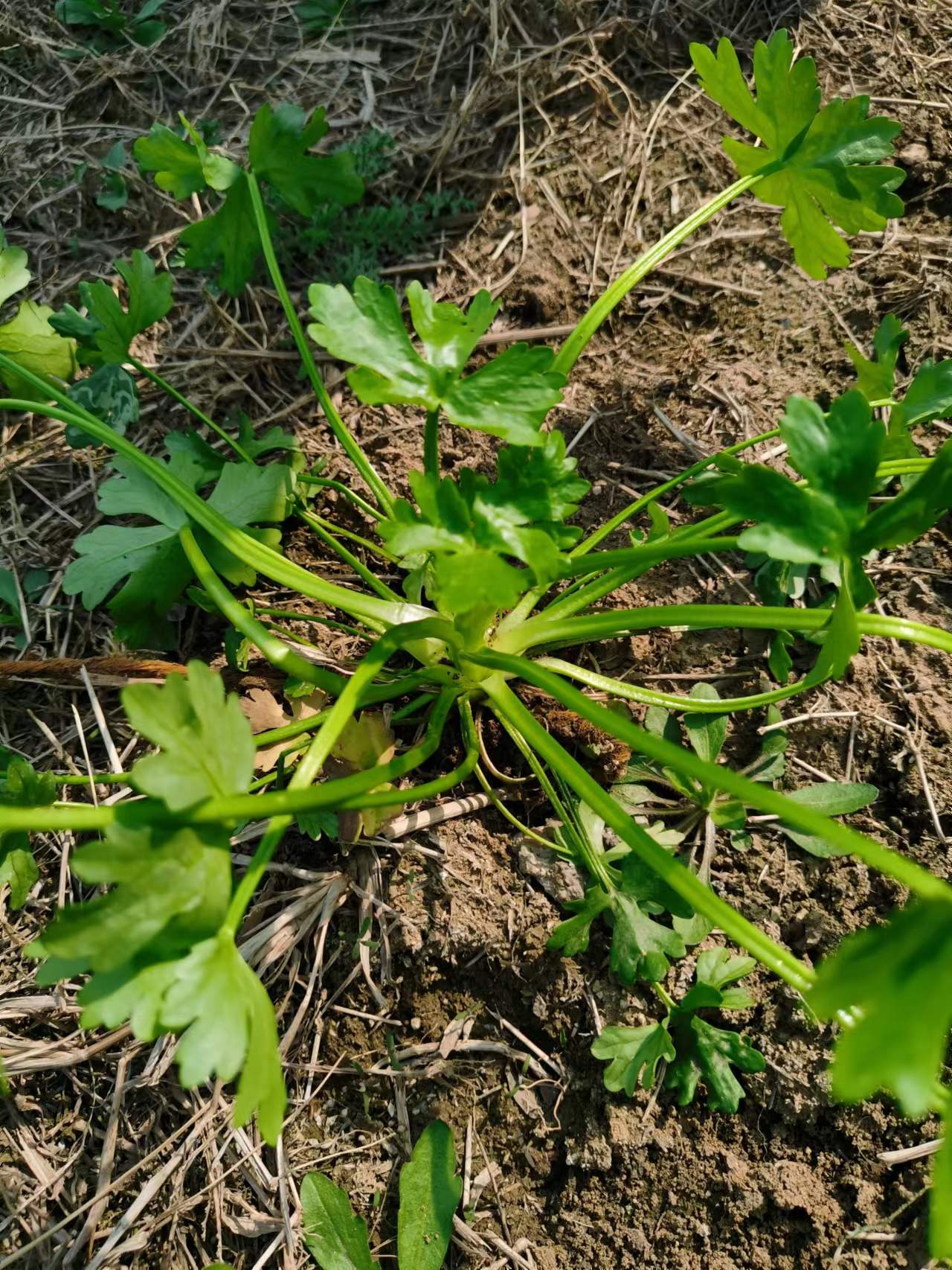 情系野芫荽（下）