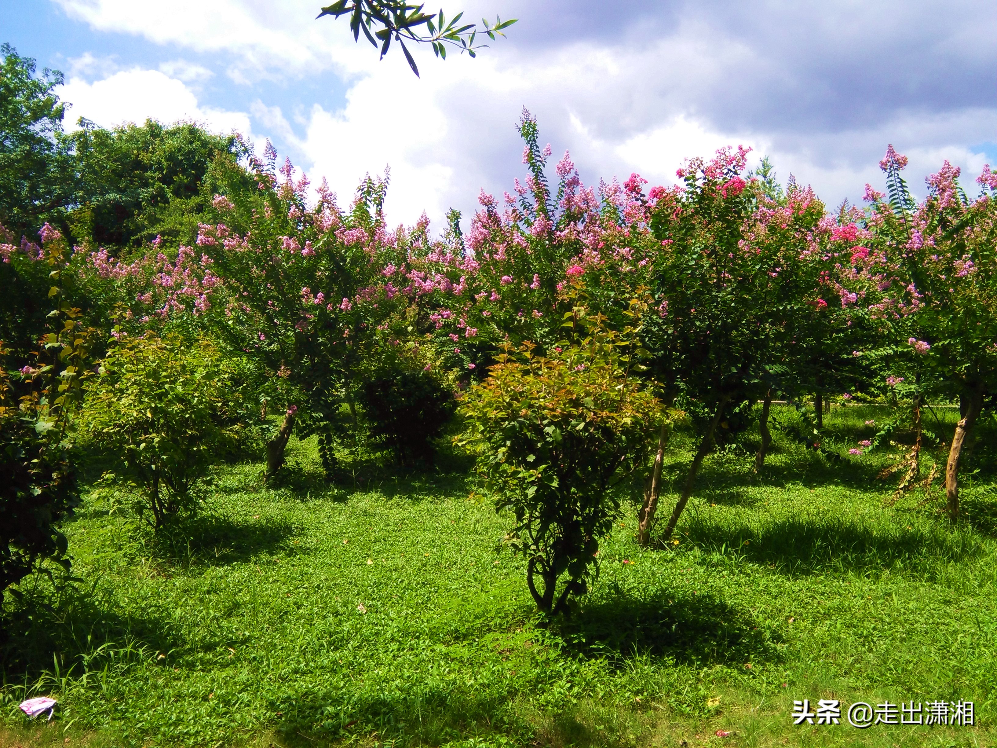 长沙也有一个“西湖”，就在岳麓山下，小孩来了就不想走